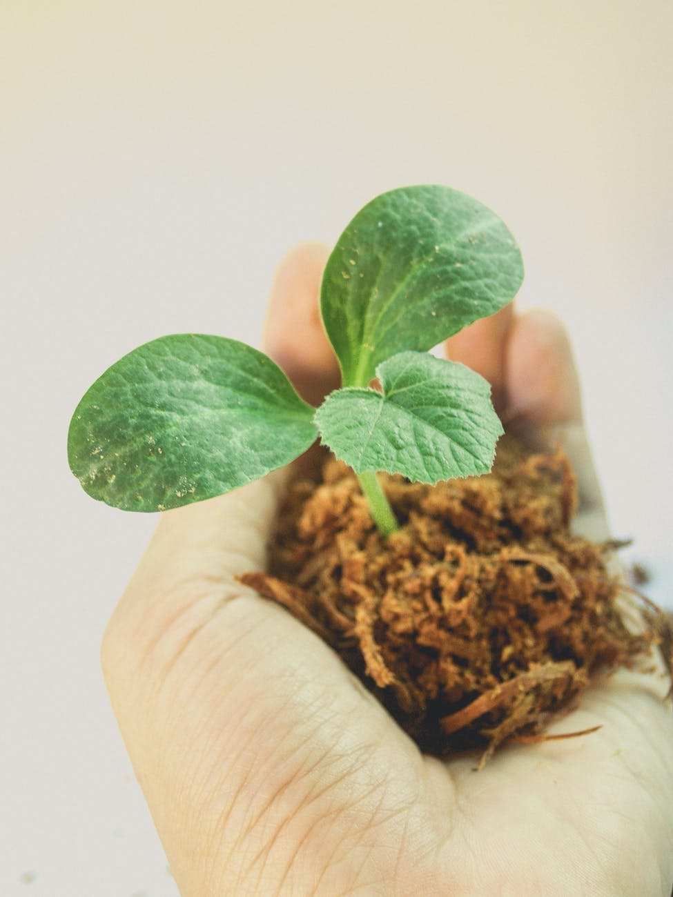 person holding green leafed plant